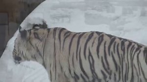 080226г питомцы МинзооКИАРА на 6мин 41сек