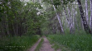 ЛЕСНЫЕ ПТИЦЫ - МАЙ 2025