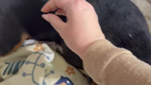 Это заговор какой-то, мы опять не уехали))).  Декор к весне и Рождественский)