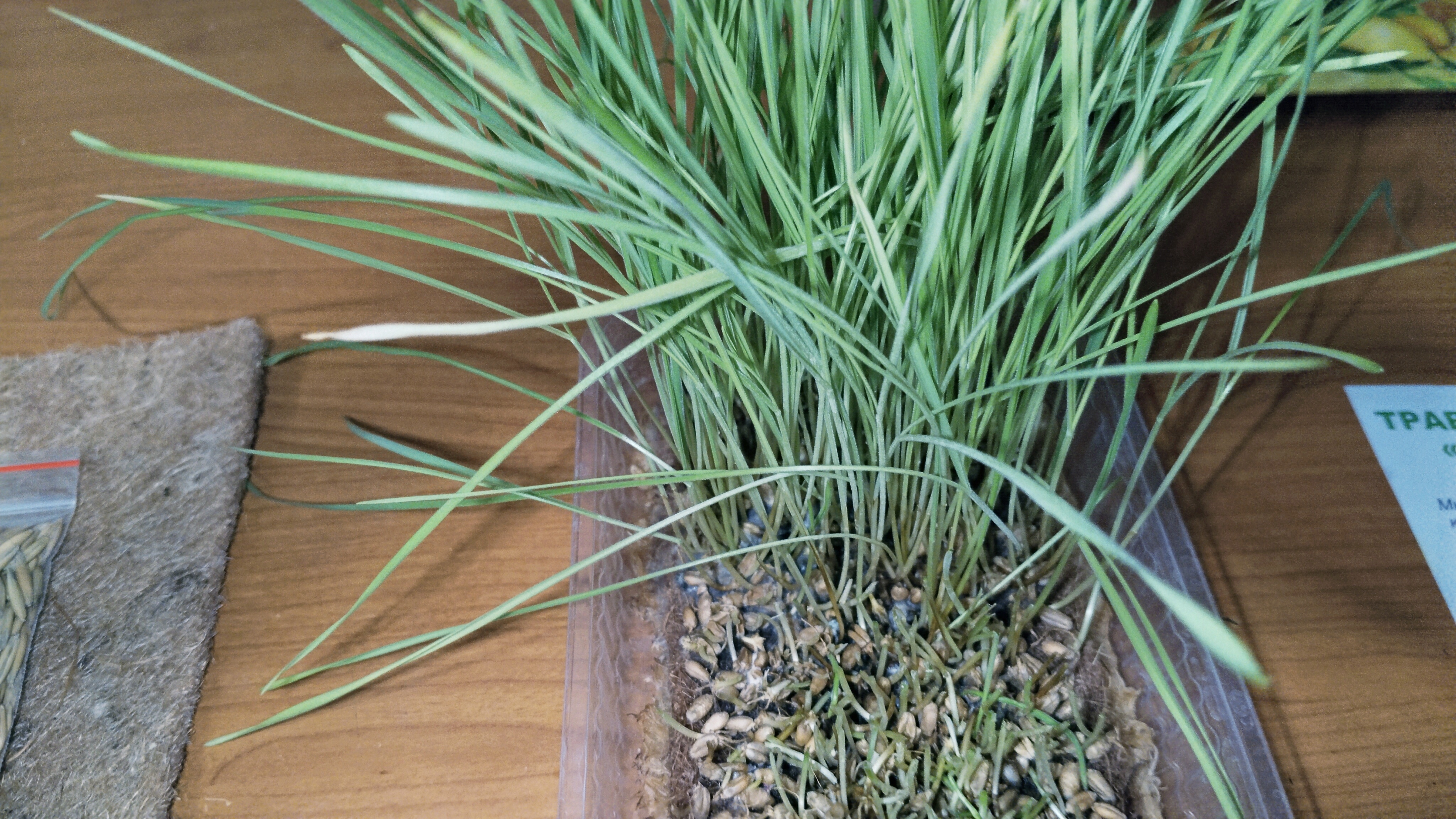 Мяу- еда, оказалась не вкусной! 🤢 Обзор кошачьей травки. 09-02-2026 смотреть онлайн