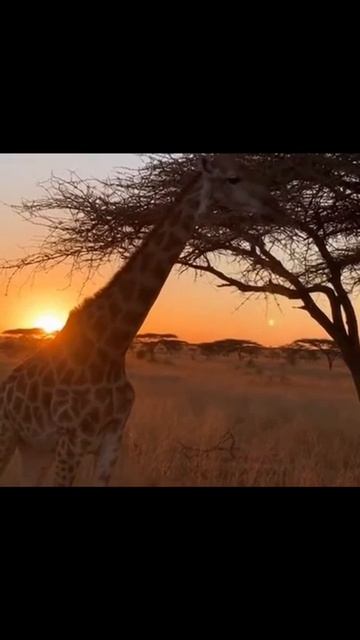 #животные #дикаяприрода #близкоприроде #животныемир #наблюдениезаживотными #дикиеживотные #природа