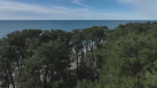 Абхазия, Пицундская реликтовая сосновая роща (февраль, ЗИМА-2026) смотреть онлайн