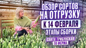 Обзор сортов тюльпана на отгрузках к 14 февраля.