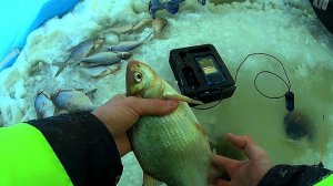 ЛОВЛЯ ПОДЛЕЩИКА ВЕТЕР И МОРОЗ!!! СУДАК СПУГНУЛ БЕЛЬ!!!🔥