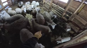 Придётся убрать её . Мне нужно мясо !  Сено под крышей ! ХУТОР В ЛЕСУ №961