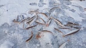 Магаданская область, корюшка на блесну Орион UV и Посейдон LUM от Mr. Musurok