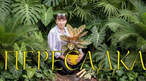 Пересадка строманты, осмотр корней алоказии сильвер драгон