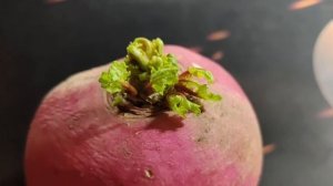 Посадили деда а не редьку Что выросло, то выросло