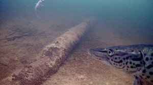 Подо льдом Бурейского водохранилища. Мальмальта 7.02.2026.