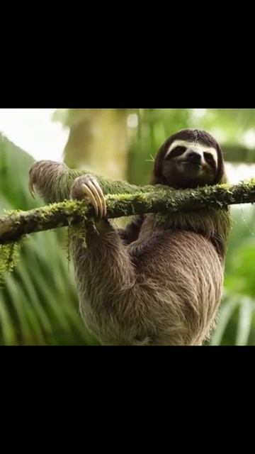 #животные #дикаяприрода #природаРоссии #экология #волшебствоживотных #природа