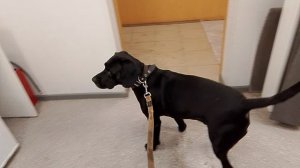 Yamaha 🎸 Гитара  🎸 Иван Соколов @ OZON @ Чибо @ ПЁС @ Моя Жизнь Кино @ Музей Псов