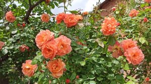 Роза Вестерленд!