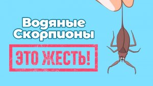 Водяной скорпион: Опасный житель наших водоёмов. Жалит больно, нападает внезапно! Мультфильм