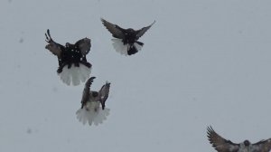 Мелитопольские голуби в Крыму Белогорск...зима и голуби..