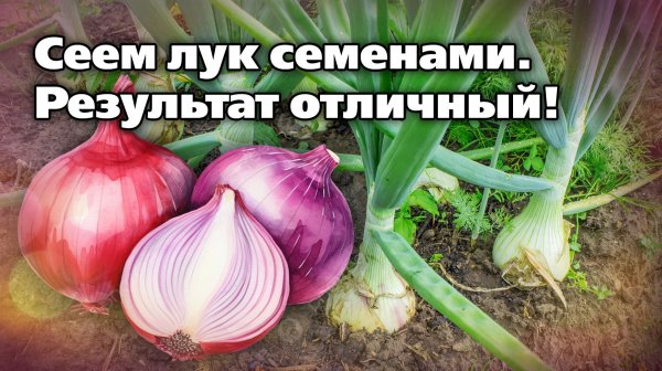 Какой лук можно посеять семенами. Рекомендации опытного садовода