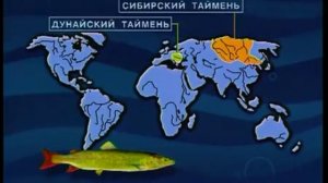 Где находятся основные места обитания представителей рода Таймени (Taimens) — Hucho Günther, 1866 ?