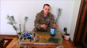 Прививка сосны обыкновенной