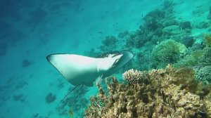 Красавец Орляк.  Красное море. Макади.Бухта Шарм-Эль-Араб.Декабрь 2025