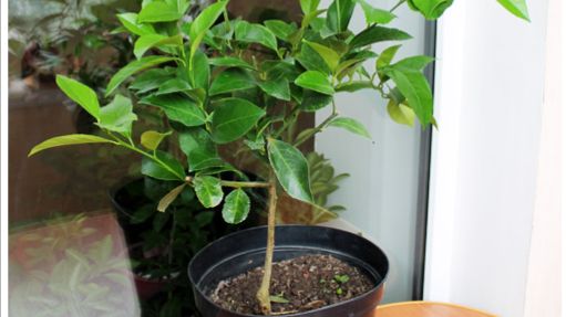 Посадка мандарина и кумквата,раскрываю корни,смотрю,сажаю.