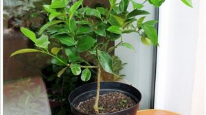 Посадка мандарина и кумквата,раскрываю корни,смотрю,сажаю.