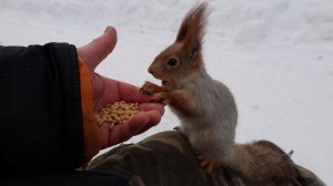 Покормил знакомую белку. Зарисовка