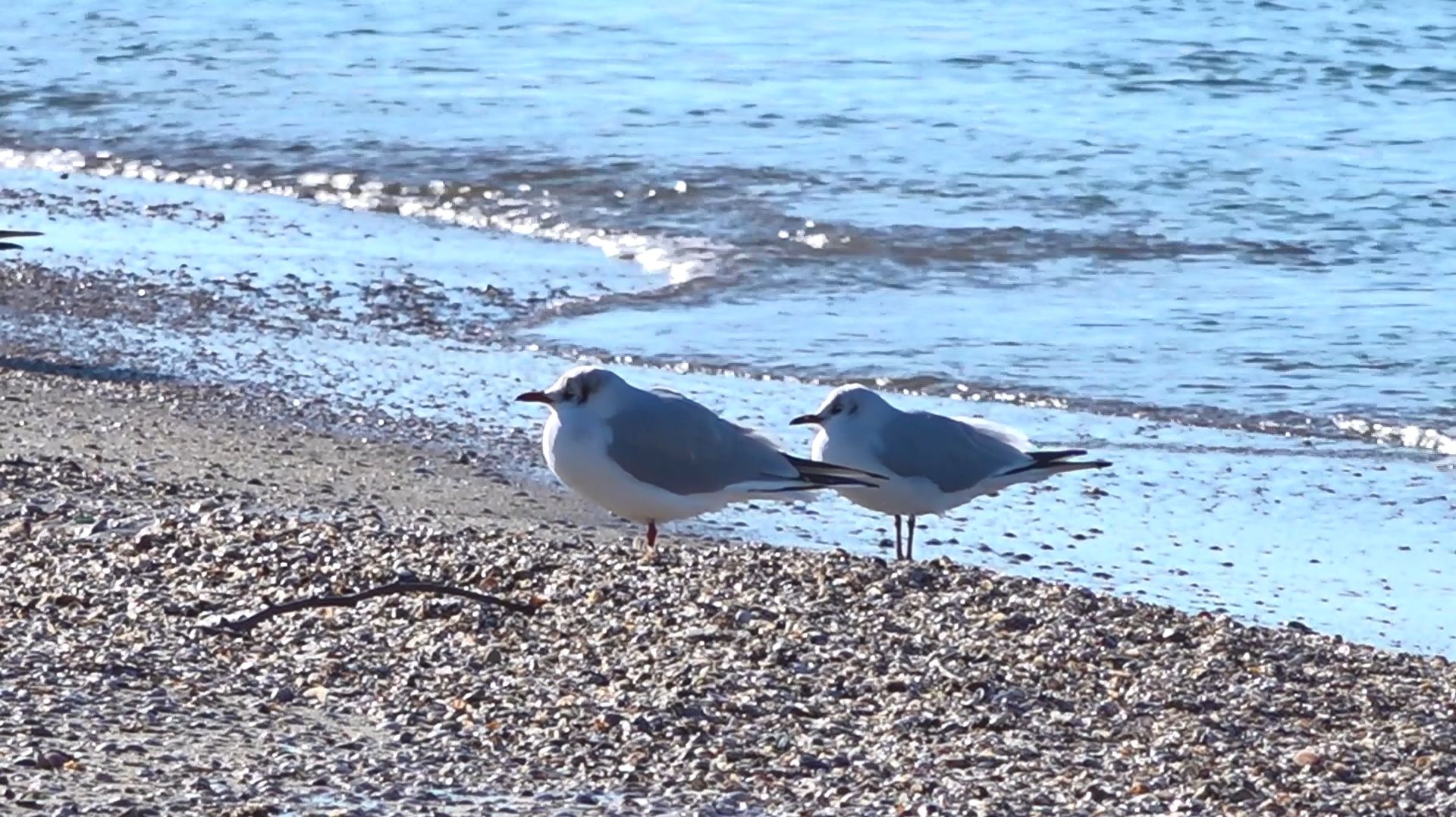 Море в любую погоду не оставляет равнодушными ни гостей, ни жителей Анапы смотреть онлайн