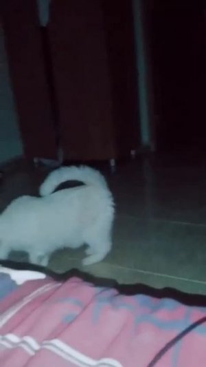 MOV_20260210_193252_618.mp4