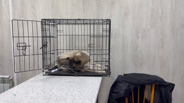 Привезли спасенных щенков в ветклинику