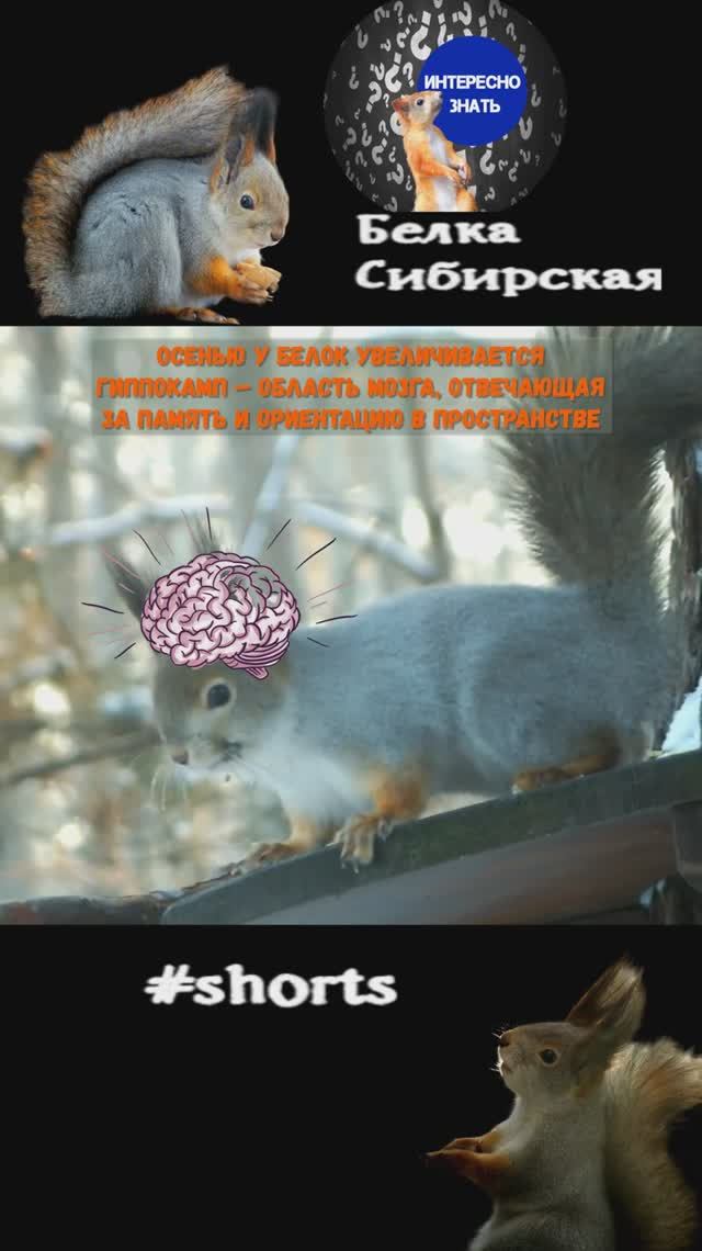 Белка ищет оставшуюся еду на кормушке