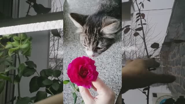 🌹 Роза плетистая на подоконнике. Вторая волна цветения смотреть онлайн