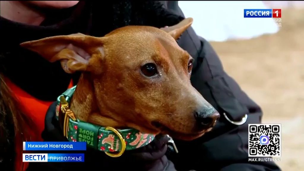 Четвероногие спортсмены: в Нижнем Новгороде прошли кинологические соревнования смотреть онлайн
