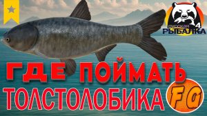 ГДЕ ПОЙМАТЬ ТРОФЕЙНОГО ТОЛСТОЛОБИКА. Russian Fishing 4. рр4. Толстолобик пестрый р. Сура.