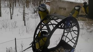 Птички-Синички