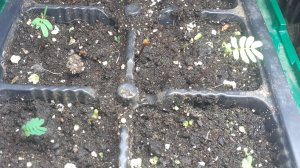 10.02.2026 Обзор рассады цветов. Взошли ли перцы?