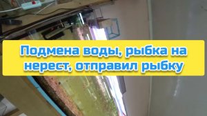 Подмена воды, рыбка на нерест, отправил рыбку