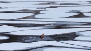 Краснокнижный орлан-белохвост на Телецком озере