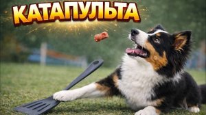 ПРОСТОЙ ТРЮК: собака подкидывает кусок и ловит его