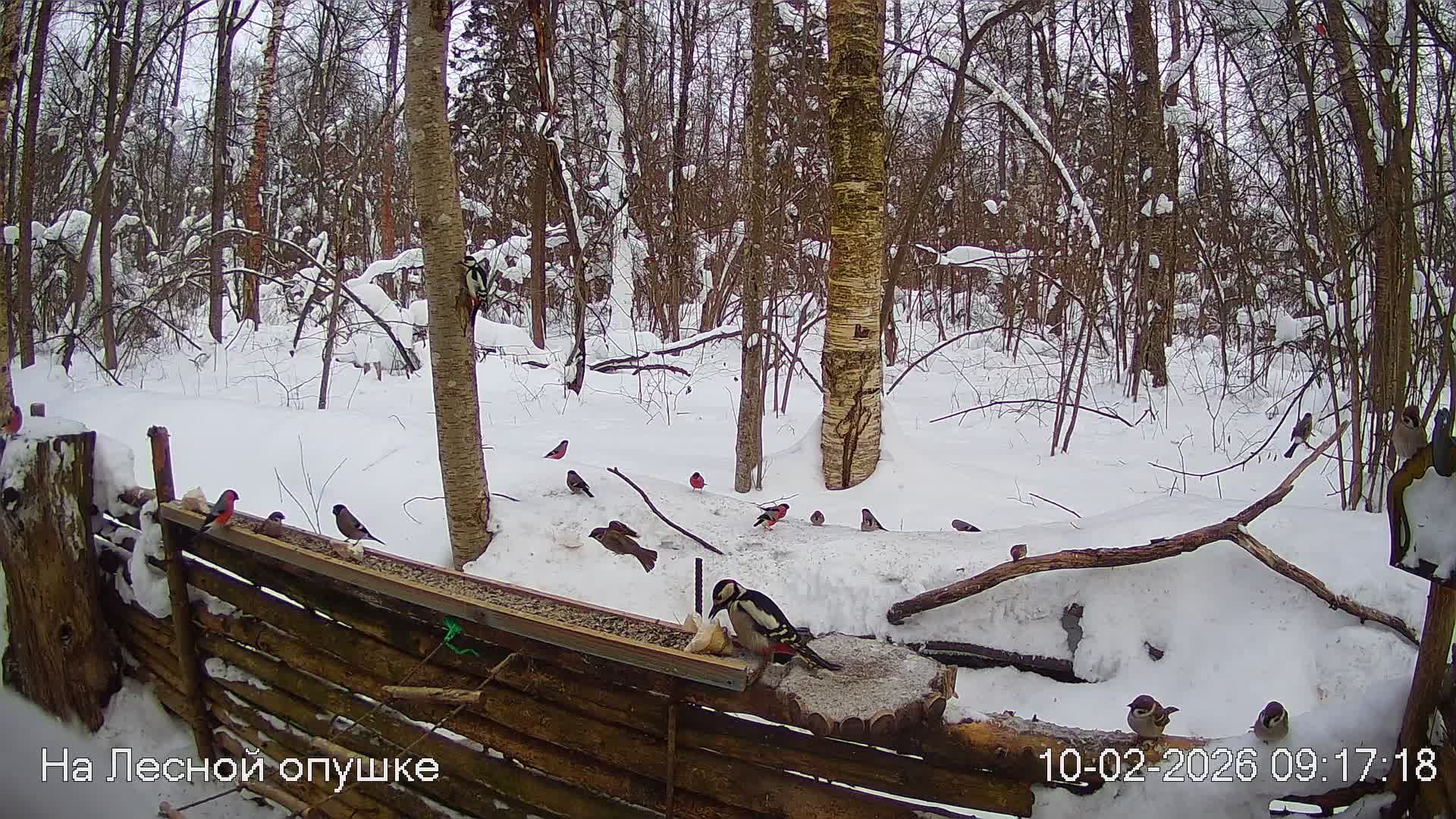 LIVE: На лесной опушке. Природа онлайн смотреть онлайн