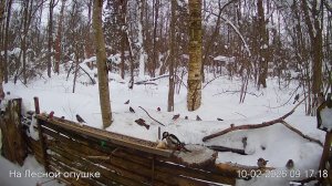 LIVE: На лесной опушке. Природа онлайн