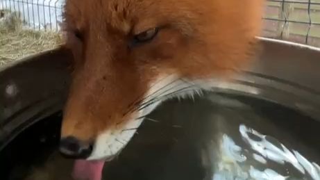 Лиса-Алиса. Новая поилка лиса Игниса