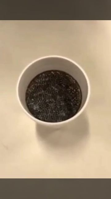 Вибрации вызывают узоры стоячих волн в чашке кофе смотреть онлайн