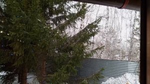 шумно с белками