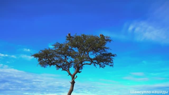 #Коран#АльБакъара#СамыеКрасивыеМеста#Relaxation##Islam#Quran#AlBaqarah'#Minshawiy #4кВидео#7часть#