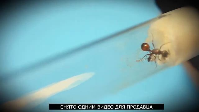 Муравьи Маника Рубида (Manica rubida). Посылка. Распаковка. Новые муравьи в коллекцию. смотреть онлайн