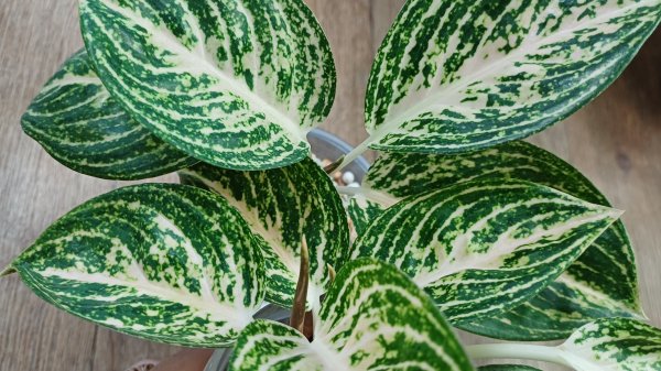 Комнатные растения🌿❤️ Дела цветочные🤗