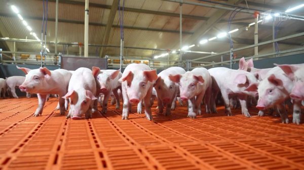 Россельхозбанк за 25 лет направил в агропромышленный комплекс более 19 трлн рублей.