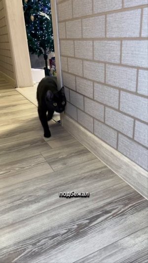 Это кто такой? 🙀 #кот #кошка #котики #животные #ужасы #страшно #ужастик #67kid