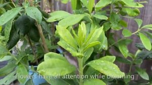 Azalea 'Candy Lights'