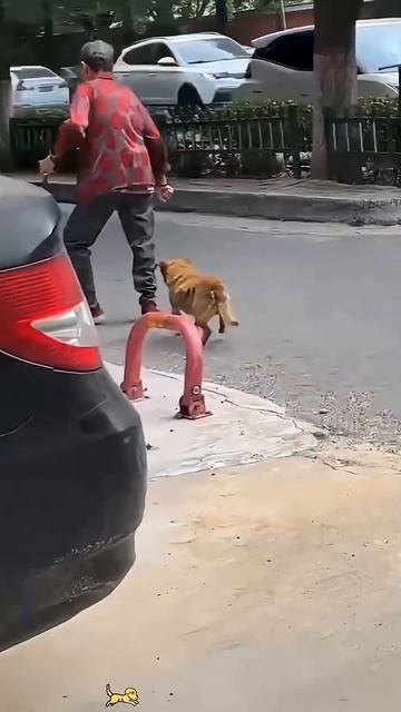 Dog imitation 😂 смотреть онлайн