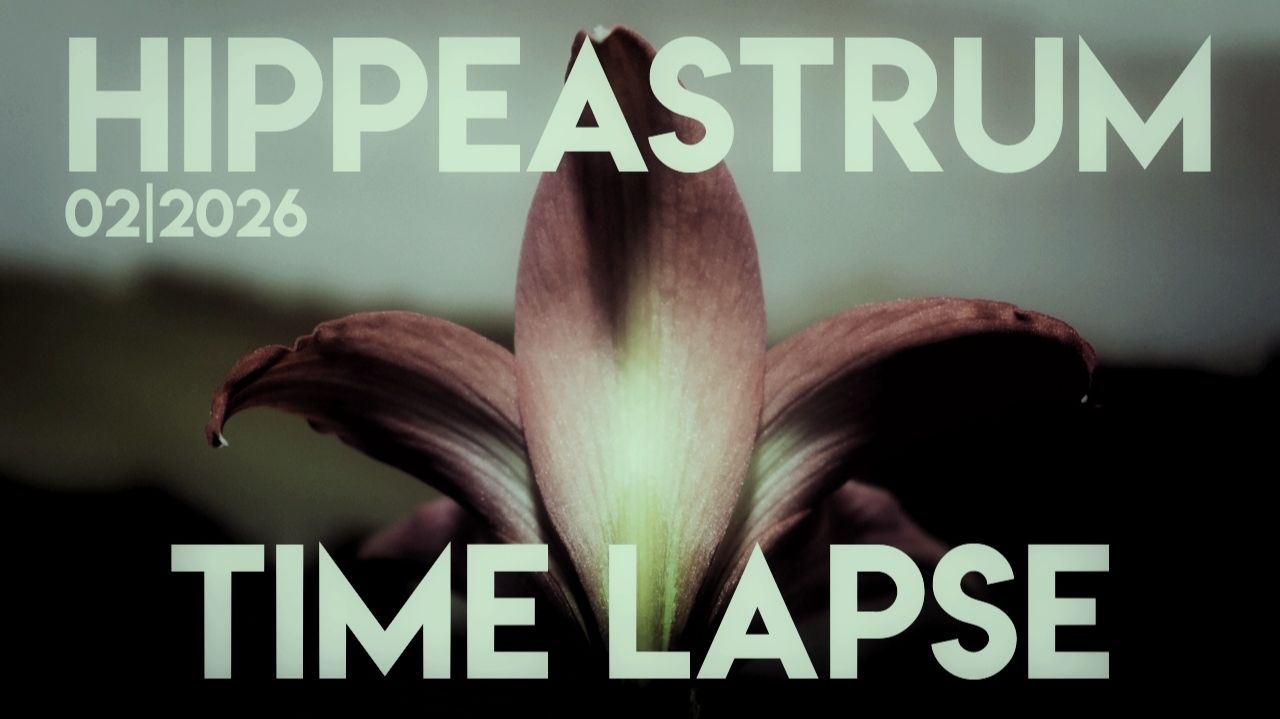 HIPPEASTRUM TIME LAPSE | 02/2026 смотреть онлайн